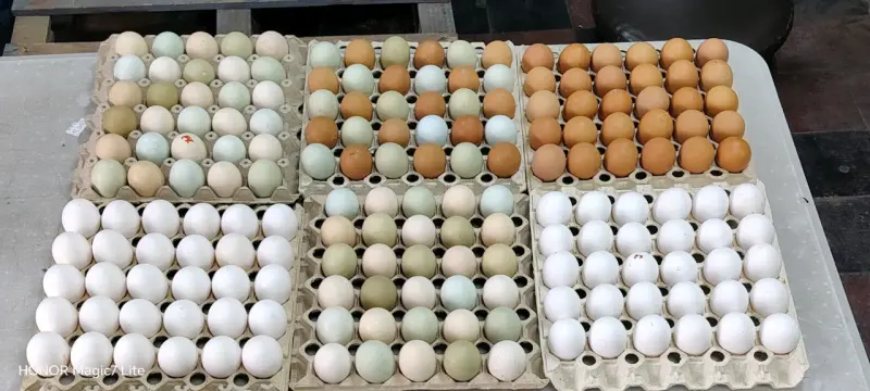Huevos de gallina libre - 2