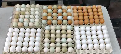 Huevos de gallina libre - miniatura 2