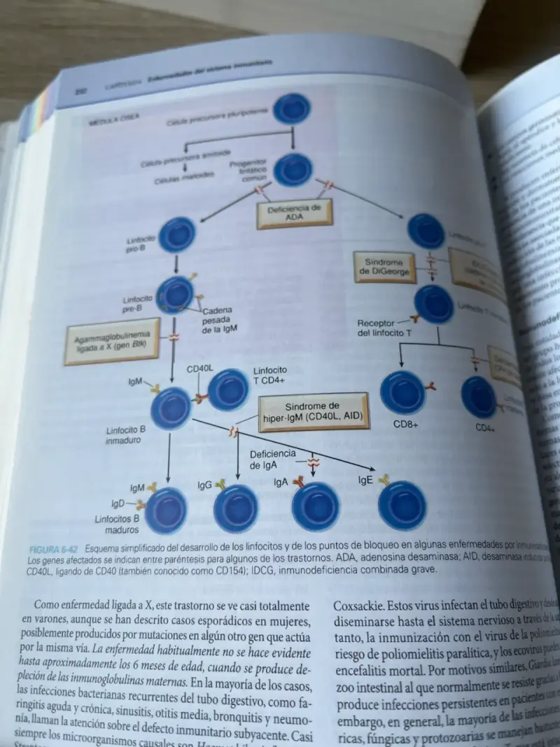 Libros 'Patología estructural y funcional' Octava Edición - 3