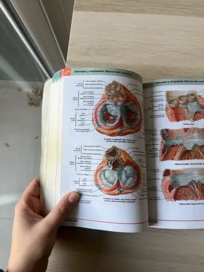 Atlas de Anatomía Humana 6ª Edición - Netter - miniatura 2
