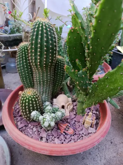 Maceta con cactus y decoración temática - miniatura 1