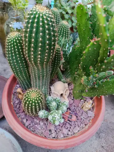 Maceta con cactus y decoración temática - miniatura 2