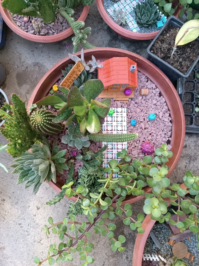 Maceta con cactus y decoración temática - 5