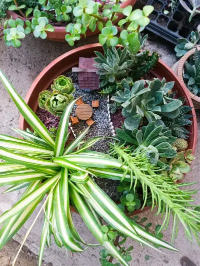 Maceta con cactus y decoración temática - miniatura 6