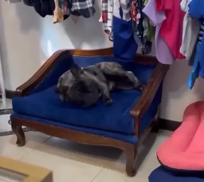 Sofá cama  para mascotas de lujo - miniatura 1