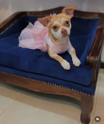 Sofá cama  para mascotas de lujo - miniatura 2