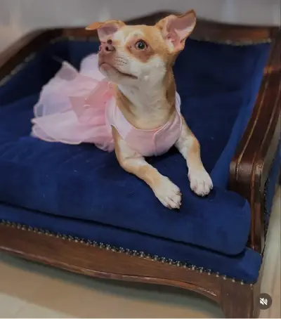 Sofá cama  para mascotas de lujo - miniatura 3