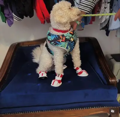 Sofá cama  para mascotas de lujo - miniatura 4