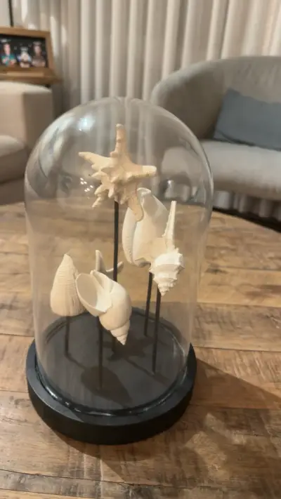 Decoración con conchas marinas en cúpula de vidrio - miniatura 1
