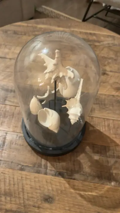 Decoración con conchas marinas en cúpula de vidrio - miniatura 2