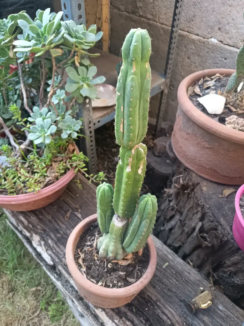 Cactus San Pedro en maceta de barro