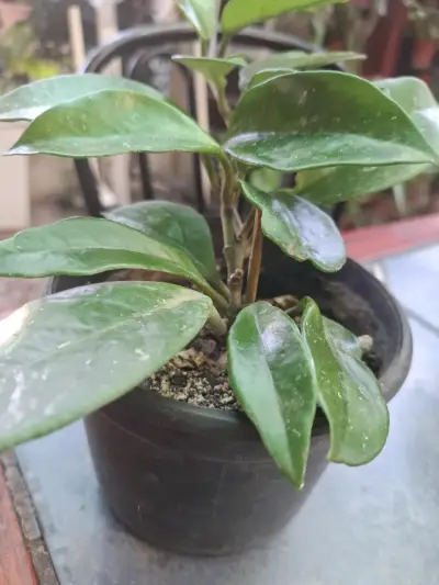 Planta de interior Clepia en maceta pequeña - miniatura 1