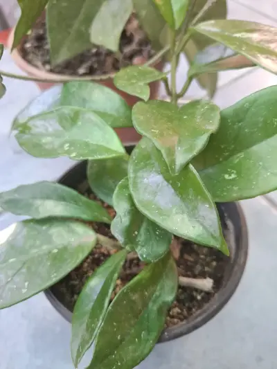 Planta de interior Clepia en maceta pequeña - miniatura 2