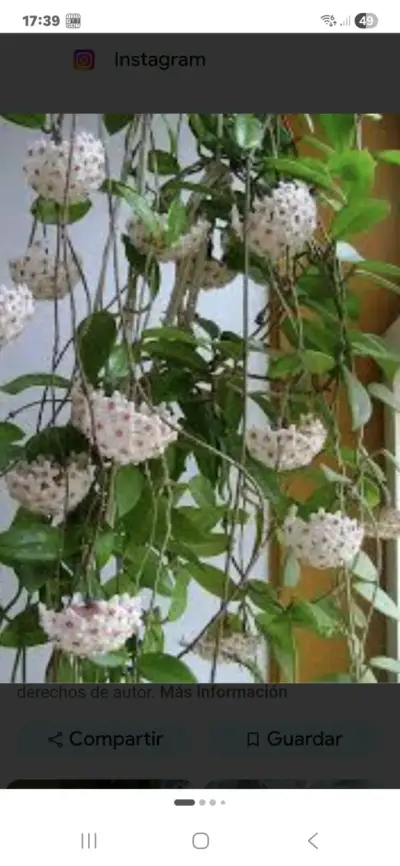 Planta de interior Clepia en maceta pequeña - miniatura 6