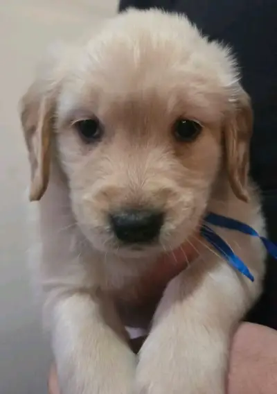 Cachorros Golden Retriever - miniatura 1
