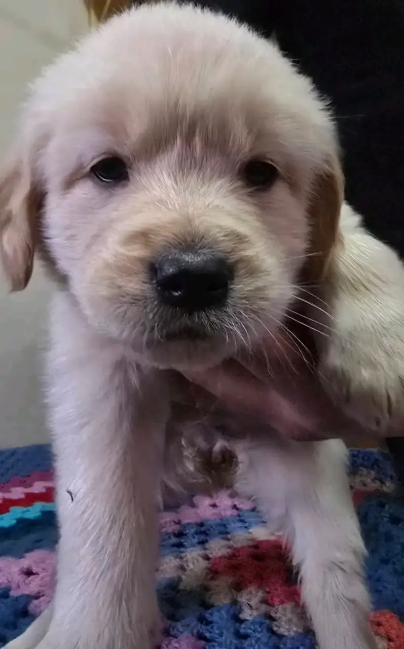 Cachorros Golden Retriever - 2