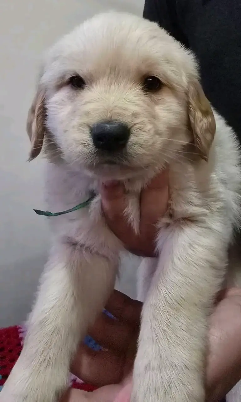 Cachorros Golden Retriever - 3
