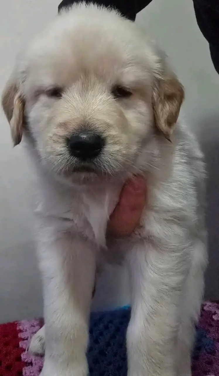 Cachorros Golden Retriever - 4