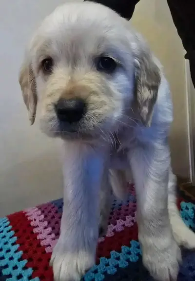 Cachorros Golden Retriever - miniatura 5