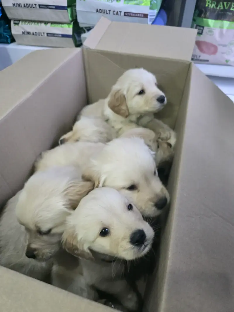 Cachorros Golden Retriever - 6