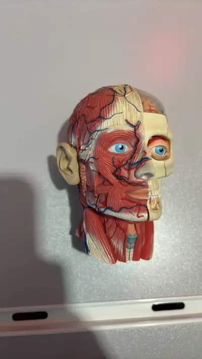 Modelo anatómico de cabeza humana - miniatura 1