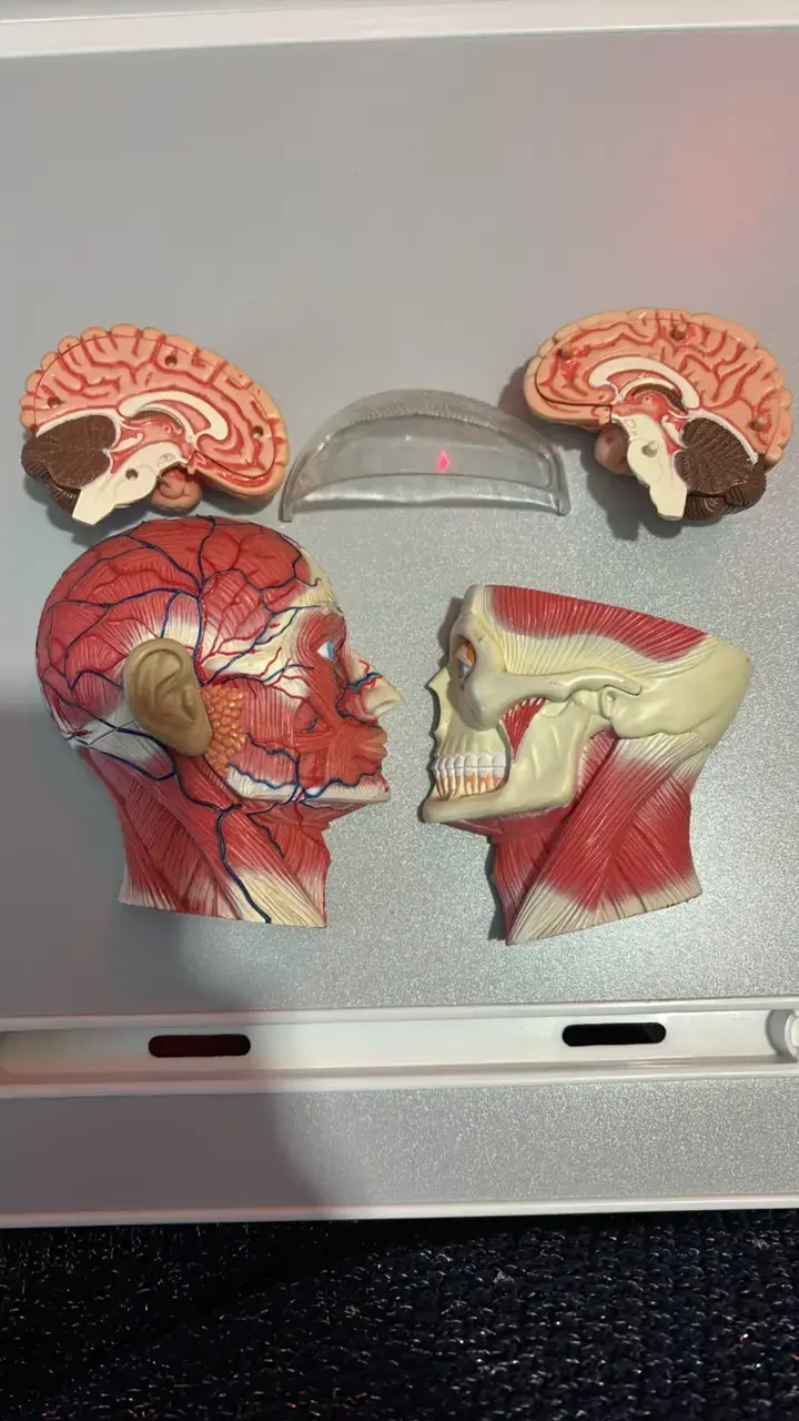 Modelo anatómico de cabeza humana - 3