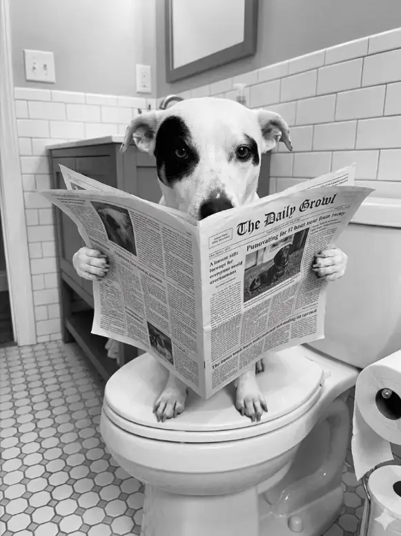 Cuadro personificado de tu mascota - 1