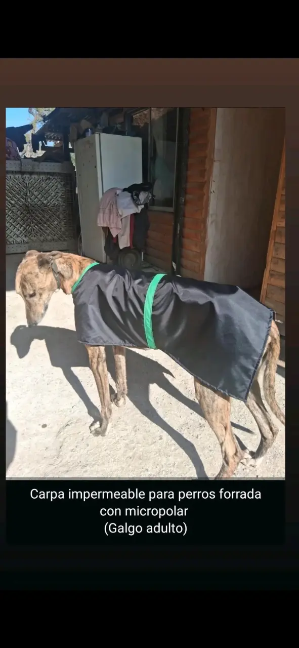 Abrigo impermeable para galgo adulto