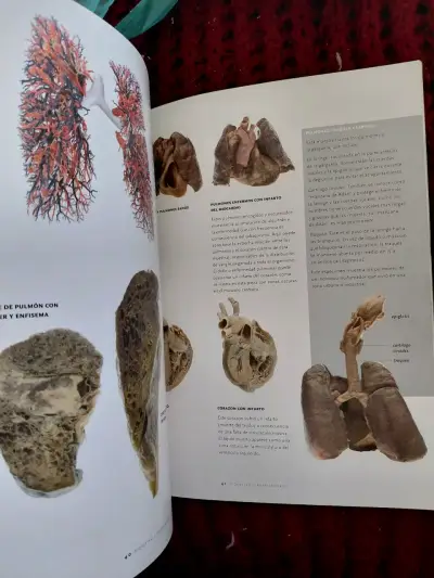 Libro 'Bodies' sobre anatomía humana - miniatura 2