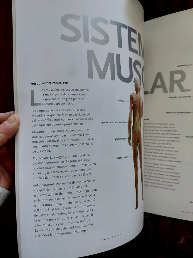 Libro 'Bodies' sobre anatomía humana - 4