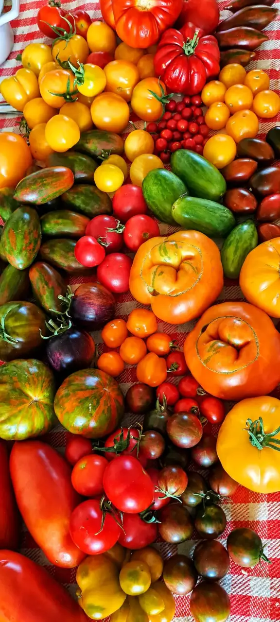 Semillas de tomates - 1