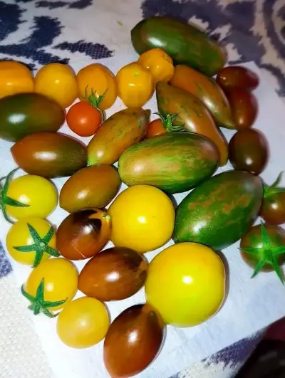 Semillas de tomates - miniatura 3