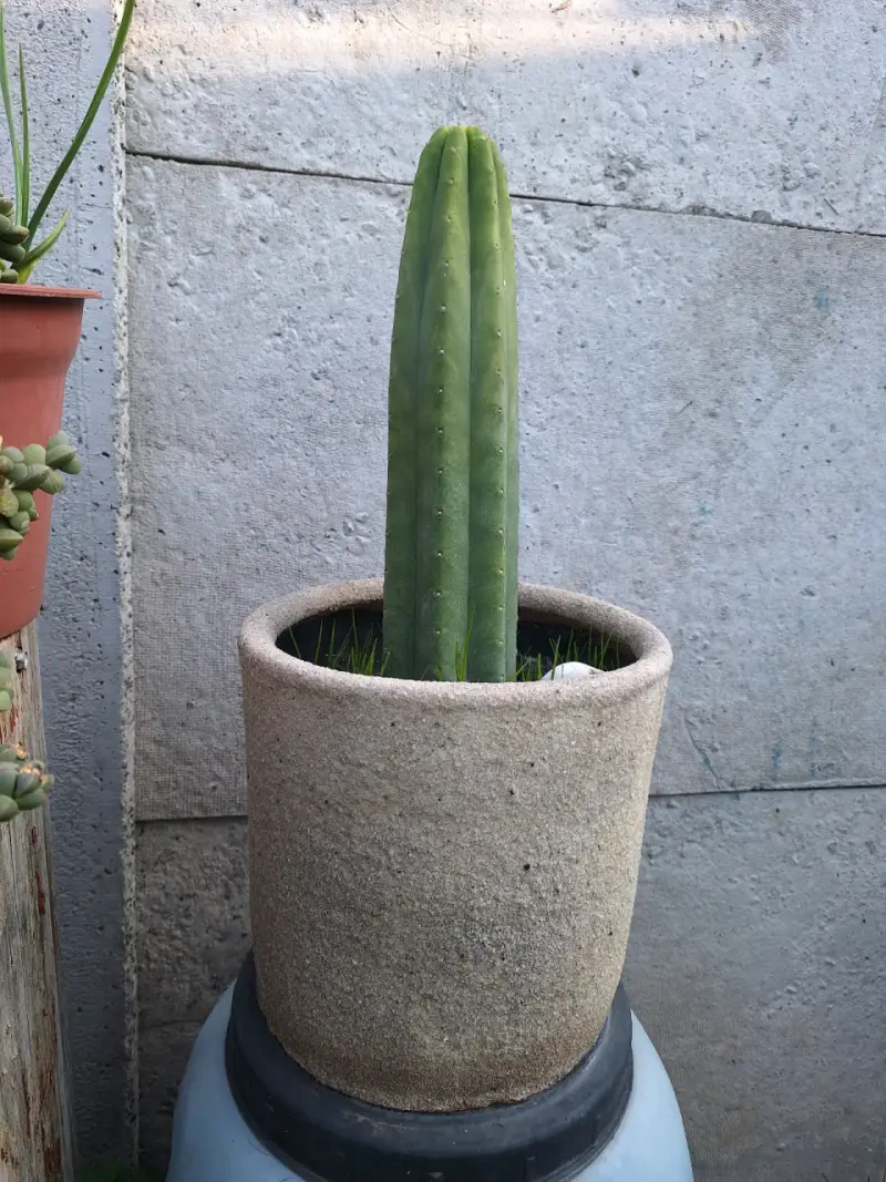 Cactus San Pedro, distintos tamaños y macetas - 1