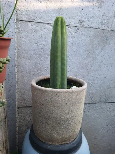 Cactus San Pedro, distintos tamaños y macetas - miniatura 1