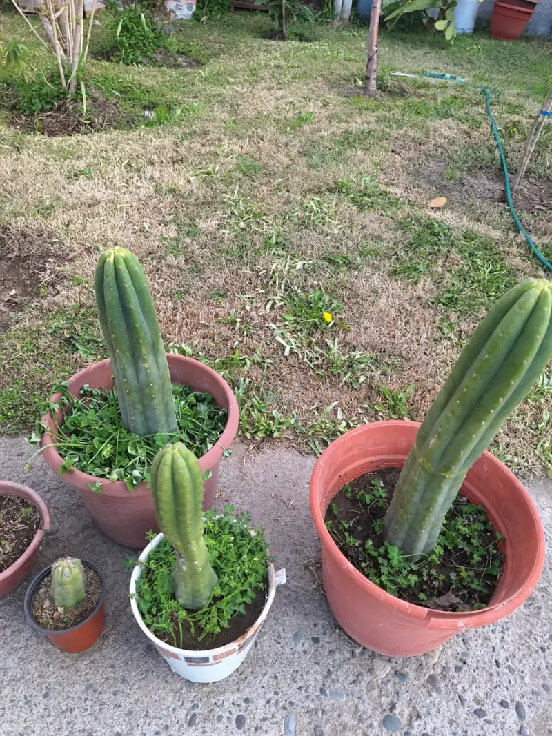 Cactus San Pedro, distintos tamaños y macetas - 2