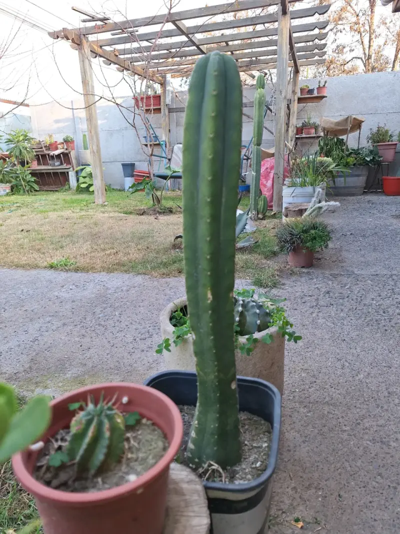 Cactus San Pedro, distintos tamaños y macetas - 3