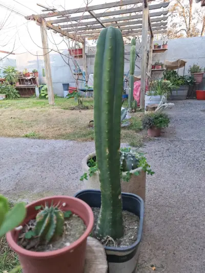 Cactus San Pedro, distintos tamaños y macetas - miniatura 3