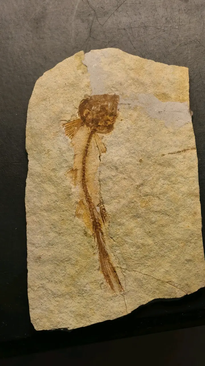 Fósil de pez chino lycoptera en roca sedimentaria - 1