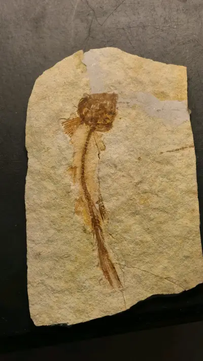 Fósil de pez chino lycoptera en roca sedimentaria - miniatura 1