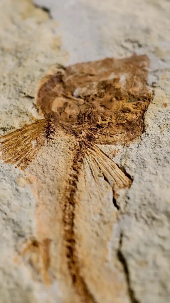 Fósil de pez chino lycoptera en roca sedimentaria - 2