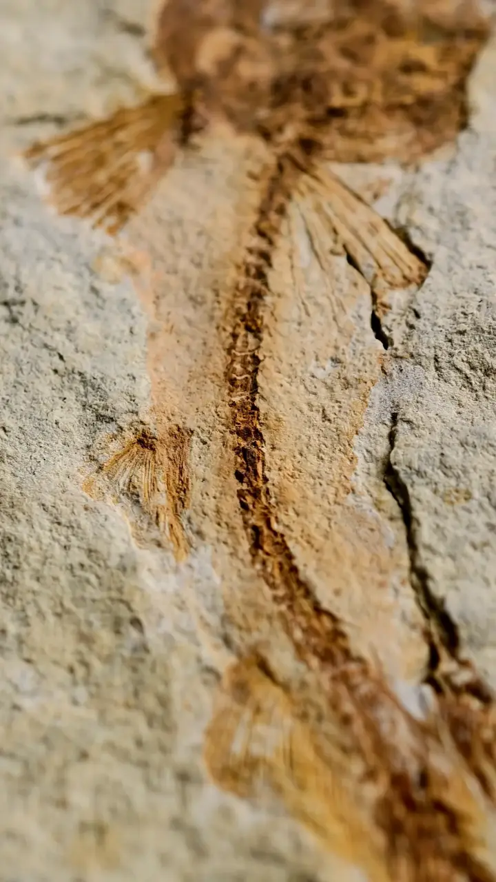 Fósil de pez chino lycoptera en roca sedimentaria - 3