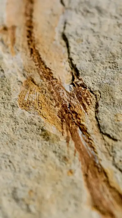 Fósil de pez chino lycoptera en roca sedimentaria - miniatura 4