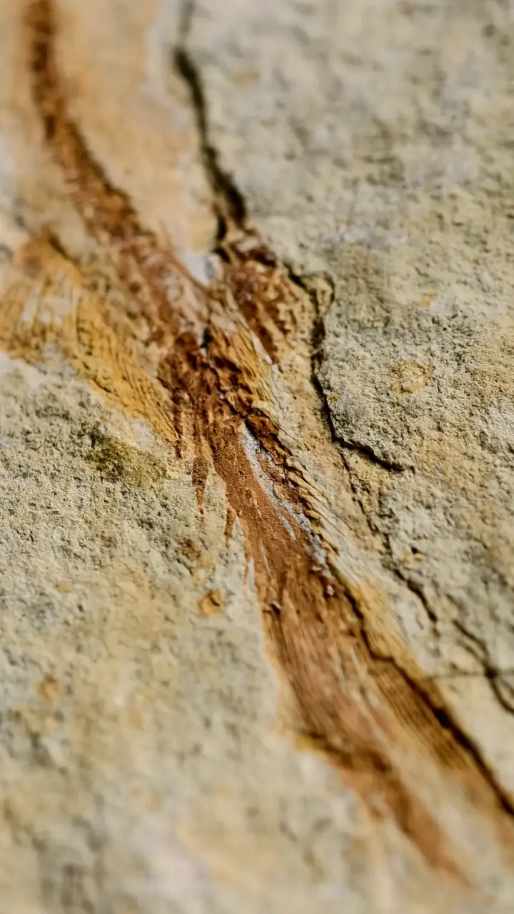 Fósil de pez chino lycoptera en roca sedimentaria - 5