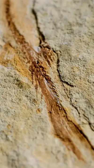 Fósil de pez chino lycoptera en roca sedimentaria - miniatura 5