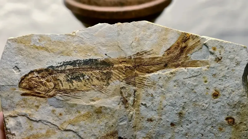 Fósil de pez lycoptera en roca sedimentaria - 1
