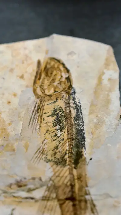 Fósil de pez lycoptera en roca sedimentaria - miniatura 2