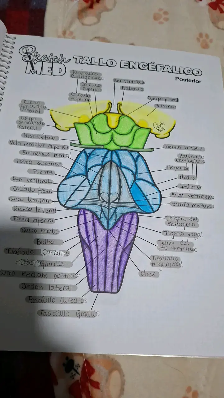 Libro Ilustraciones Médicas Edición 2019 - 2