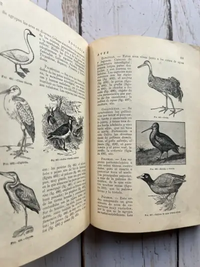 Libro antiguo Ciencias Físicas y Naturales - miniatura 6