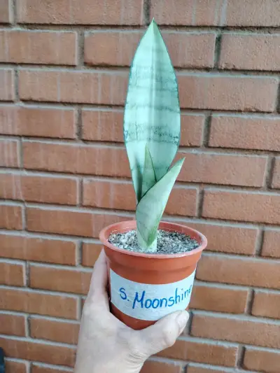 Planta Sansevieria Moonshine en maceta - miniatura 1