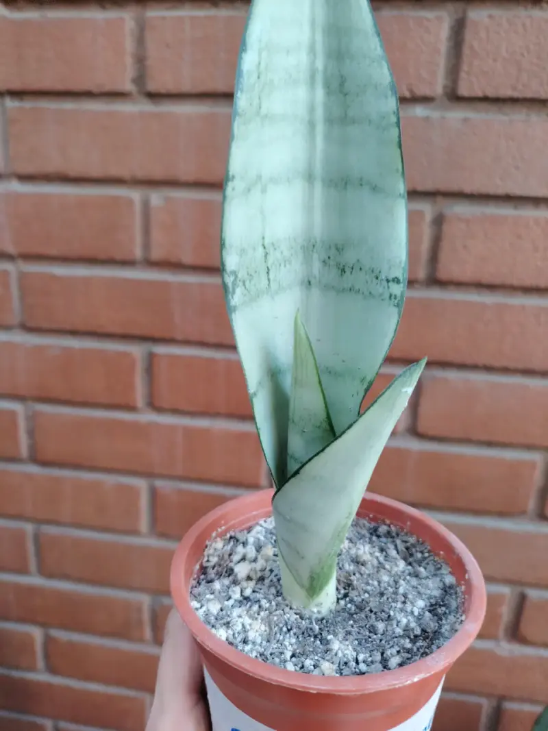 Planta Sansevieria Moonshine en maceta - 2